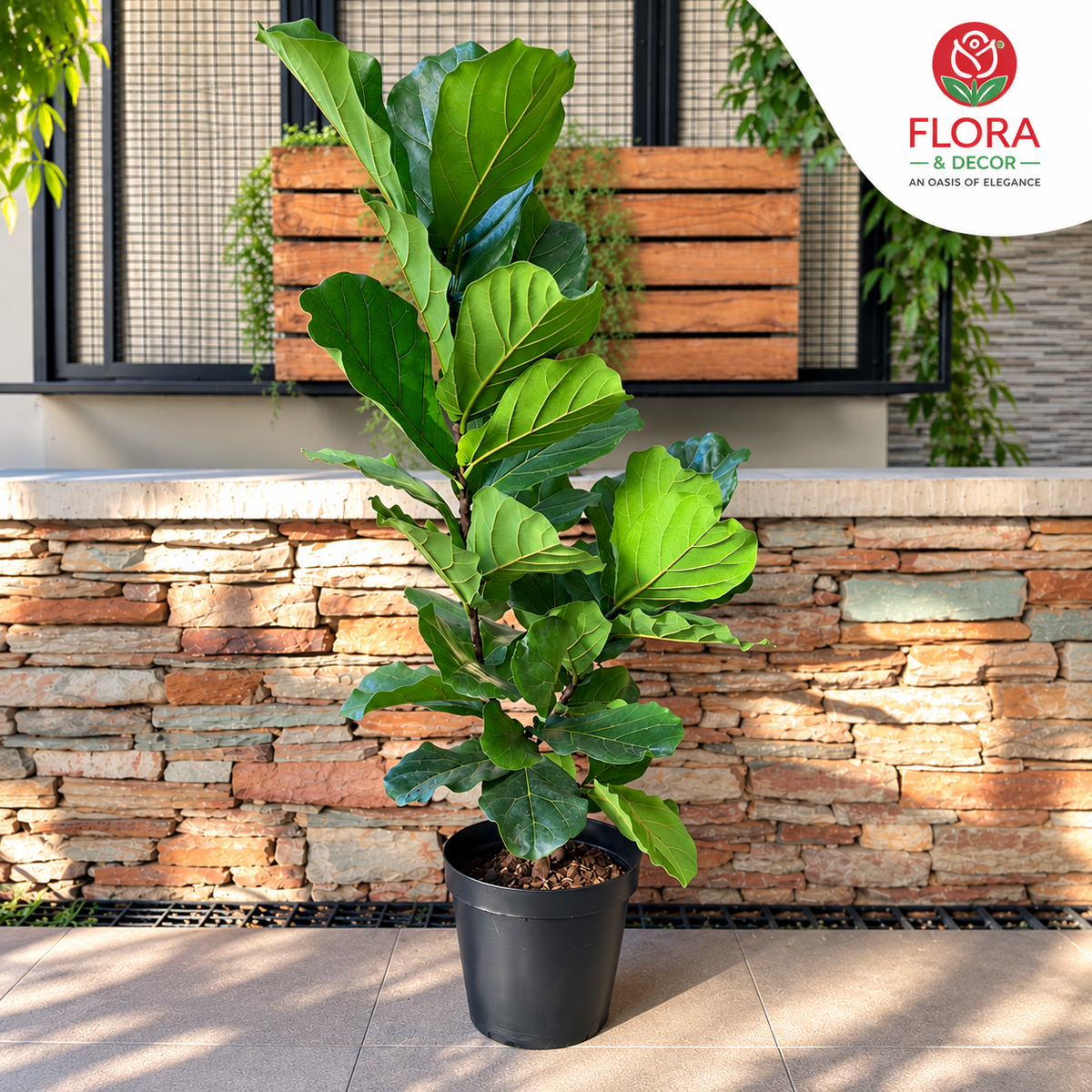 The Elegant Ficus Lyrata