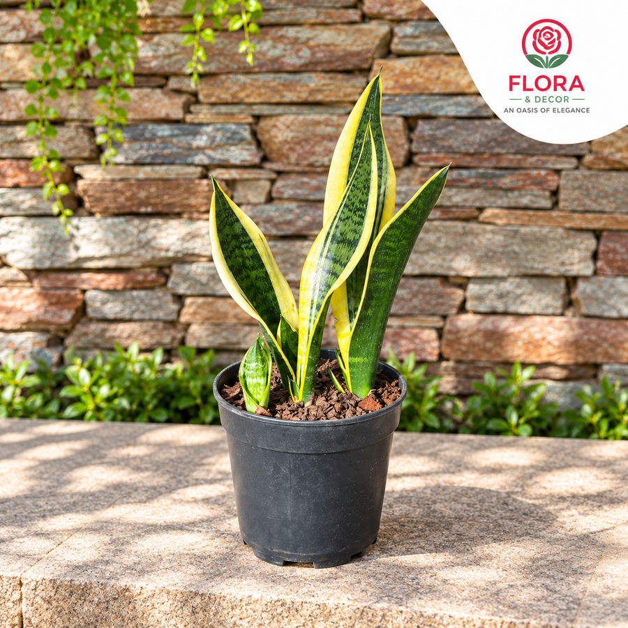 The Golden Serenity Snake Plant