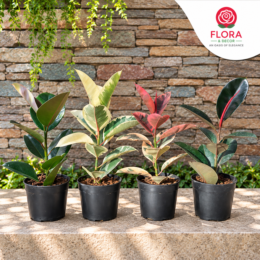 Rubber Plants