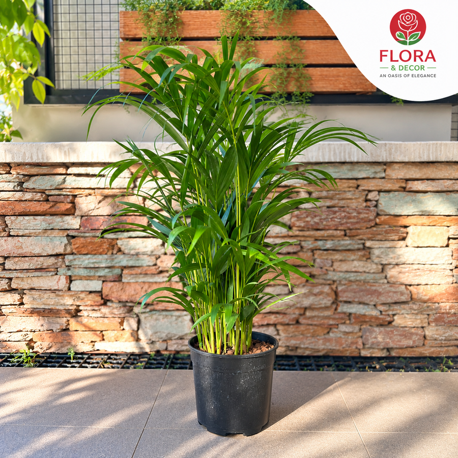 Dypsis Palm