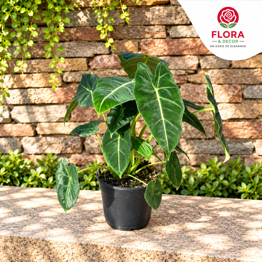 The Emerald Majesty Alocasia Frydek